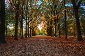 Mastbos in herfstkleuren