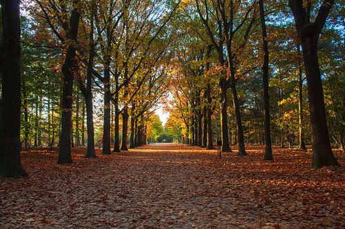 Mastbos in herfstkleuren