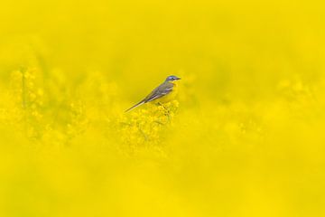 Yellow wagtail among oilseed rape by Rick Goede