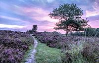 Ein lila Sonnenaufgang auf den Gasterse Dünen Drenthe Niederlande