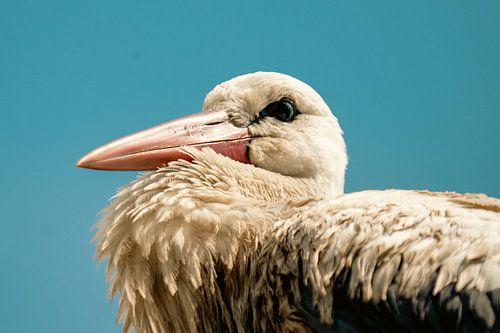 Majestätischer Blick in die Ferne