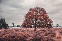 Dutch heather in autumn