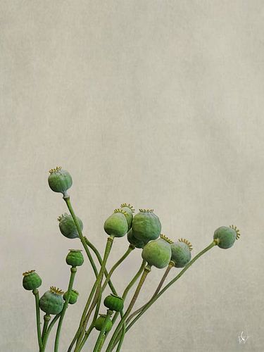 OPIUM ZAAD Papaverbol Slaapbol