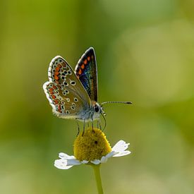 Schmetterling von Kitty van Helmond