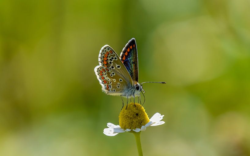 Schmetterling von Kitty van Helmond