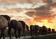 Koniks op weg naar de zon by Anneriek de Jong thumbnail