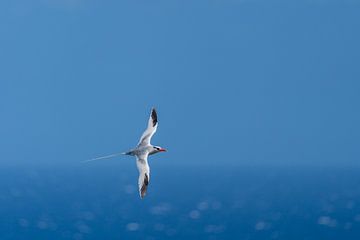 Zeevogel uit de tropen van Ronald Buitendijk Fotografie