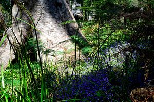 Lovely blue flowers