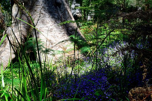 Prachtige blauwe bloemen