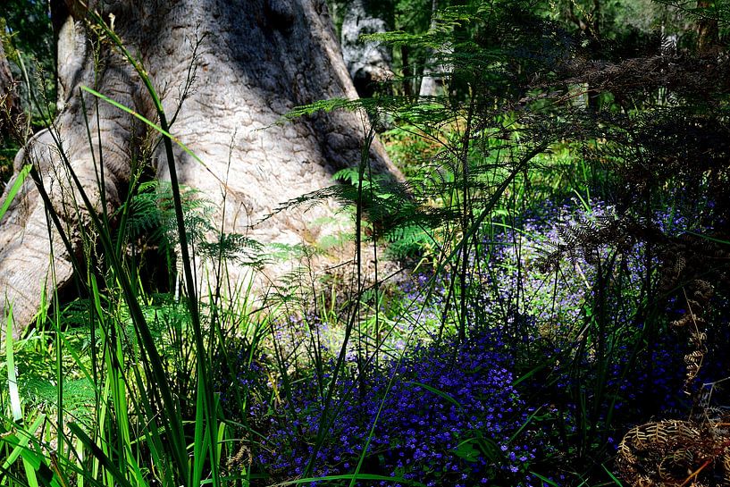 De jolies fleurs bleues par Frank's Awesome Travels