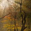 Autumn forest by John Leeninga