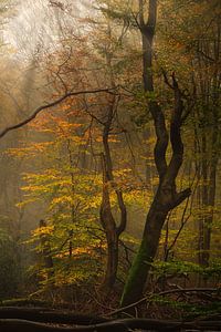 Herbstwald von John Leeninga