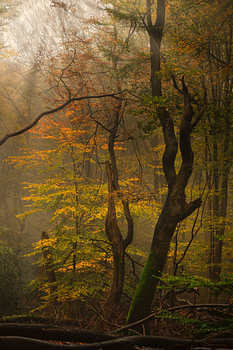 Herbstwald