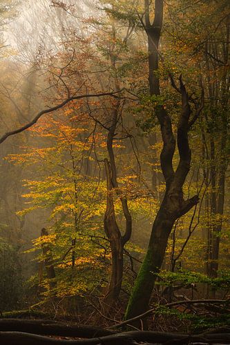 Forêt d'automne