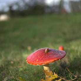 Herbstwetter und Pilze von harm Henstra