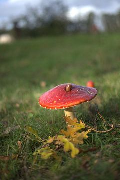 herfst weer en paddenstoelen van harm Henstra