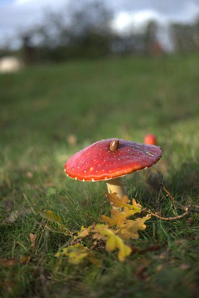 météo d'automne et champignons par harm Henstra