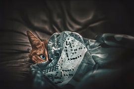 Red Cat Under Blue Scarf: Beautiful Colour Contrast for Your Interior by Elianne van Turennout