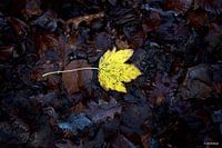 Autumn leaf