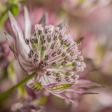 La fleur douce et rêveuse sur Marjolijn van den Berg