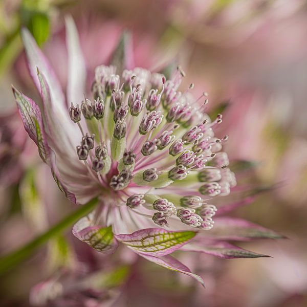 Die zarte, verträumte Blume von Marjolijn van den Berg