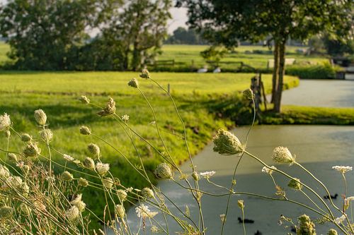 Alblasserwaard in de zomer