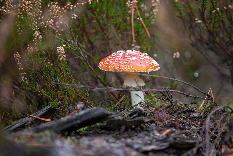 heather mushroom by gea strucks