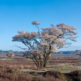 blühende Johannisbeerbäume in der Heide zwischen Hilversum und Laren im zeitigen Frühjahr. von anton havelaar