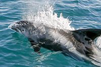 White beaked dolphin surfacing