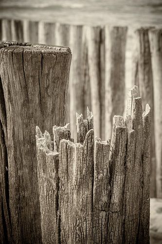 Breakwaters close-up at Zeeland beach in black and white