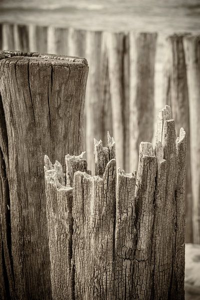 Breakwaters close-up at Zeeland beach in black and white by Michel Seelen
