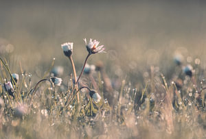 Blumen Teil 447