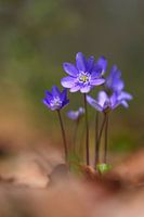 Liverwort