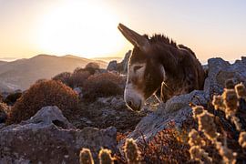 Donkey in the Greek landscape during sunset by Franca Gielen