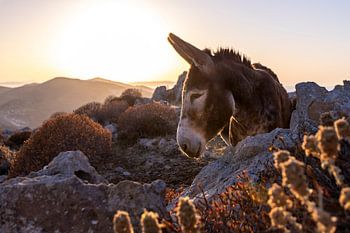 Esel in der griechischen Landschaft bei Sonnenuntergang