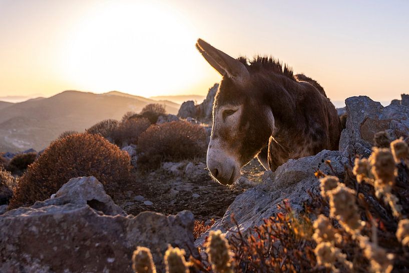 Donkey in the Greek landscape during sunset by Franca Gielen
