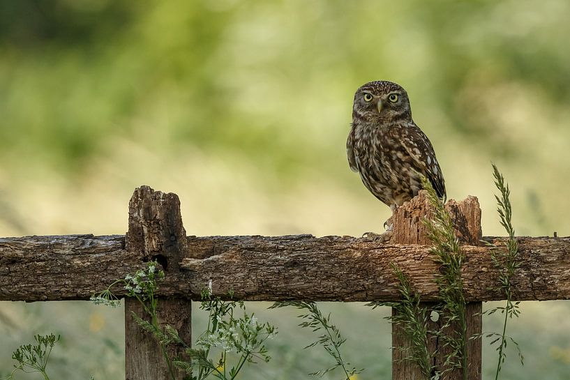 Steenuil in het late licht von Menno Schaefer