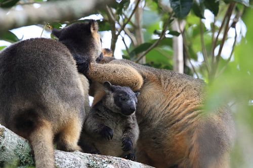 A Lumholtz's tree-kangaroo (Dendrolagus lumholtzi) cub with Mother  in a tree Queensland, Australia