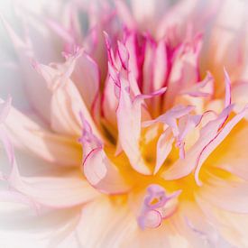 Close up flower by Consala van  der Griend