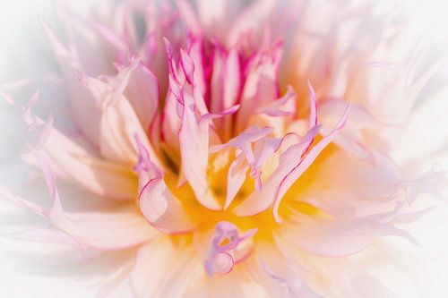 Fleur en gros plan