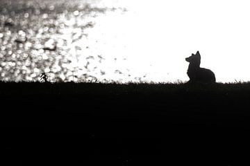 Vos in tegenlicht