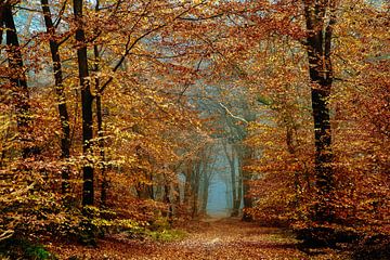 À l'automne sur Lars van de Goor