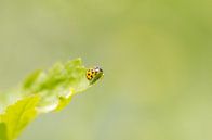 Lieveheersbeestje - "The Glory is to Climb" by Carla Boogaard thumbnail