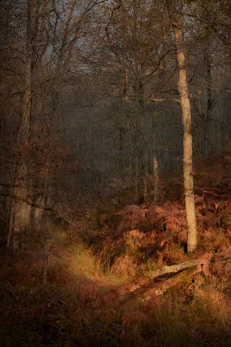 Autumnal Woodland No.2