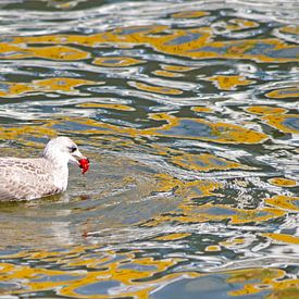 young herring gull by Wiebke Blume