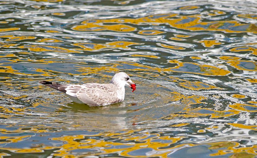 young herring gull by Wiebke Blume