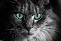 Main Coon