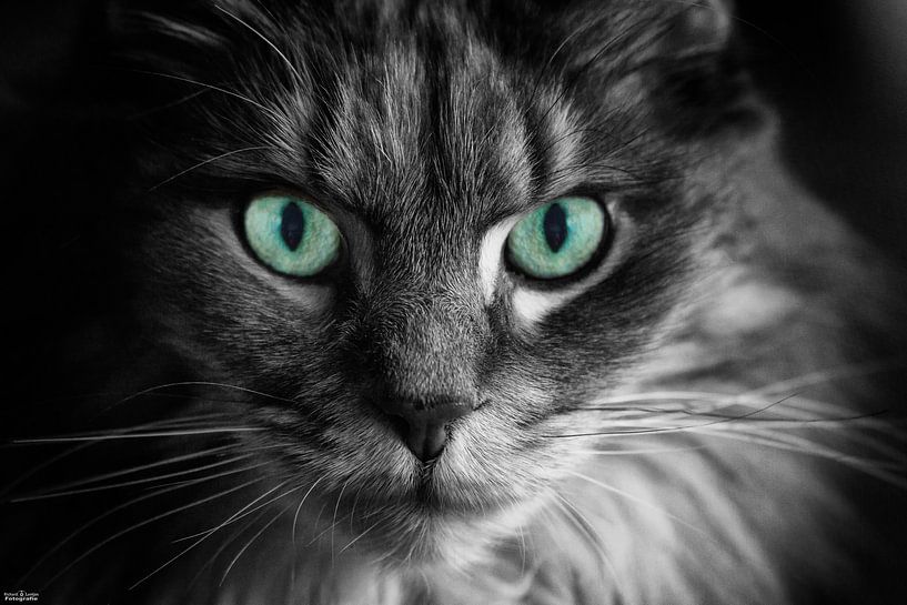 Main Coon by Richard Lentjes