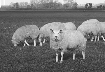 Moutons dans le polder sur Pictures by Van Haestregt