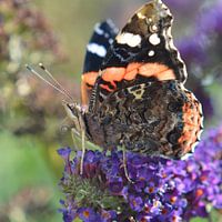Schmetterling